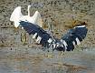 Little Blue Heron-11